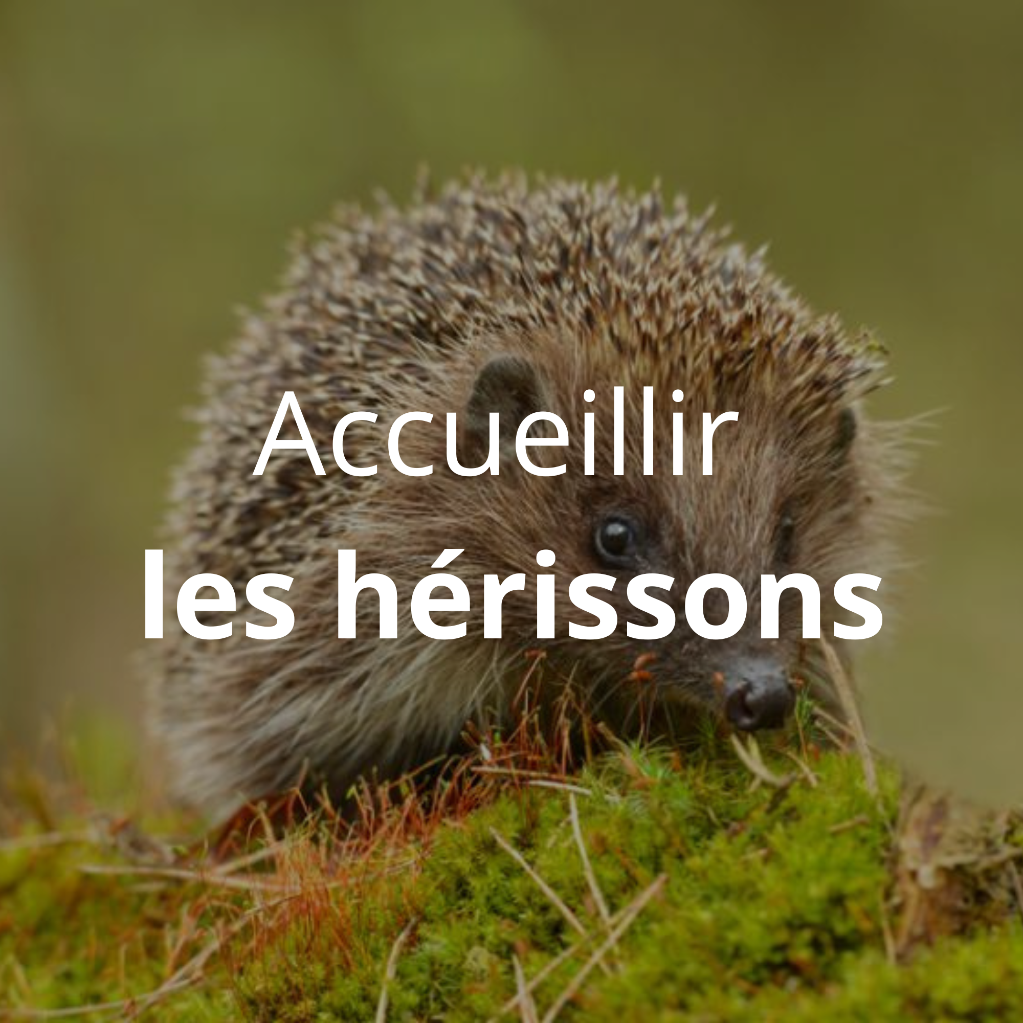 Accueillir les hérissons