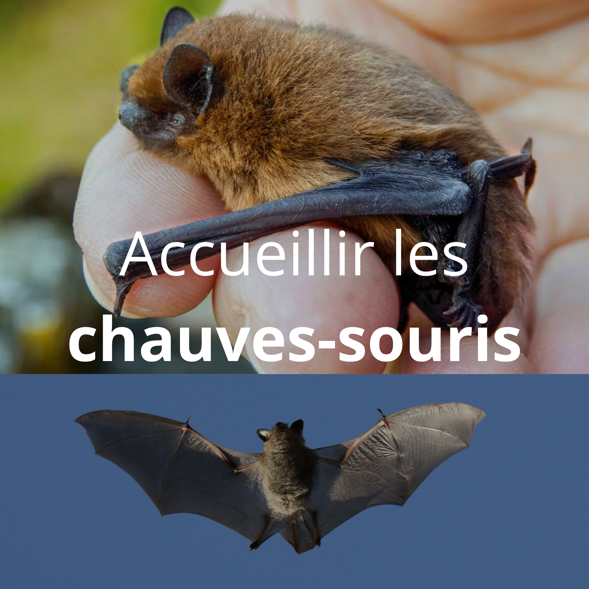 Accueillir les chiroptères !