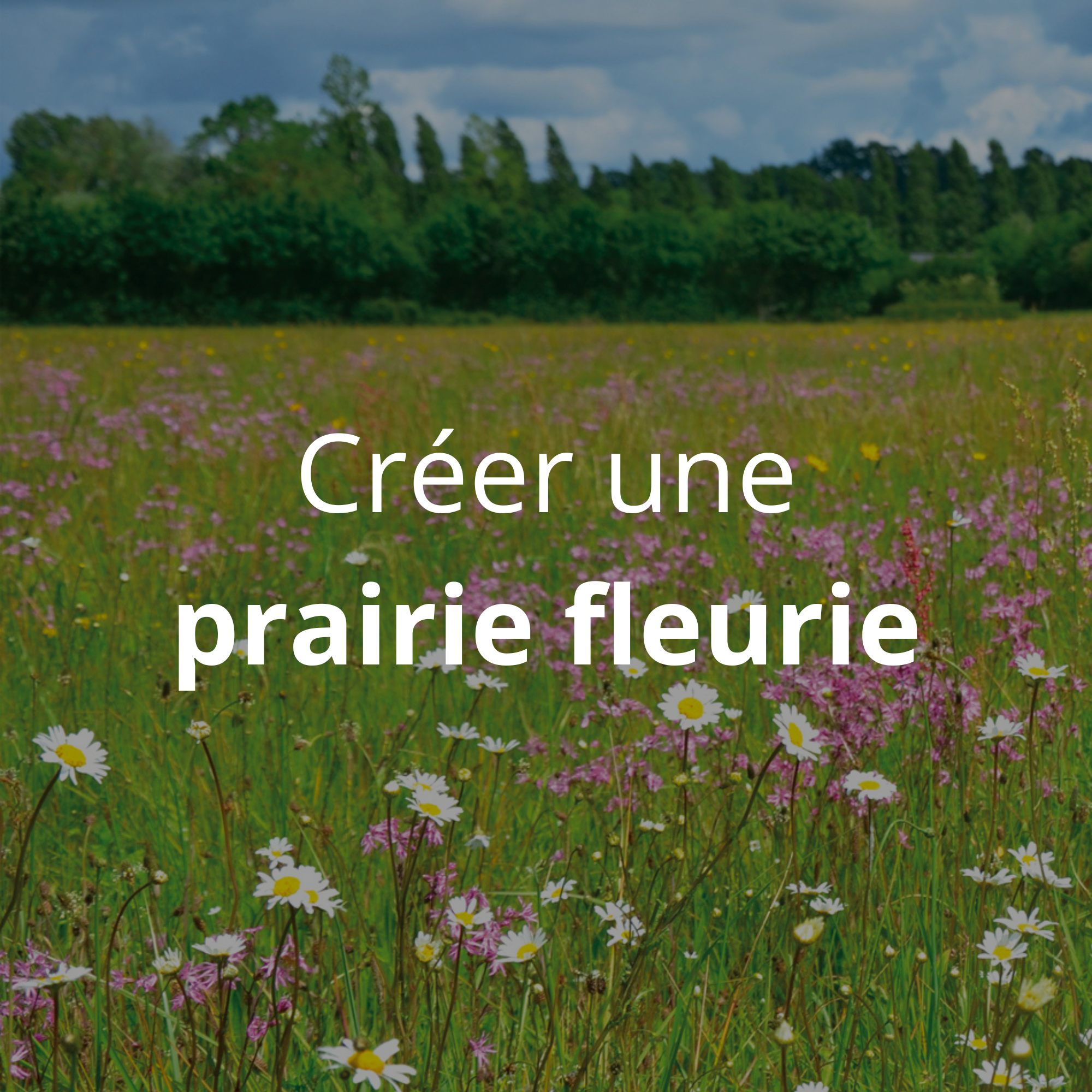 Semer et gérer une prairie fleurie