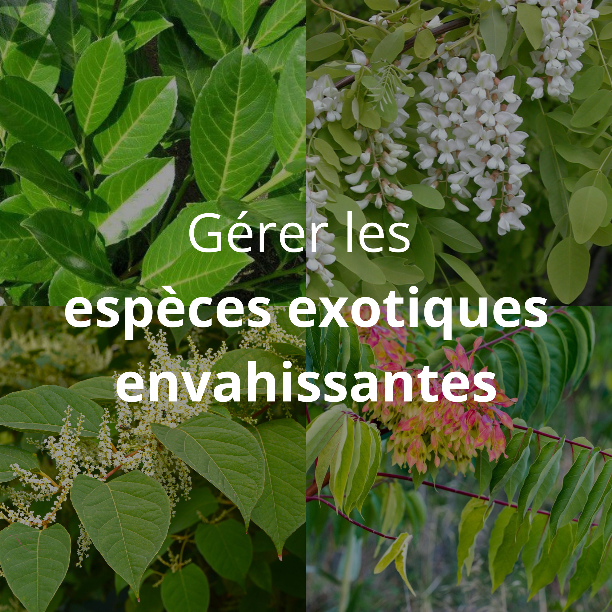 Gérer les espèces exotiques envahissantes