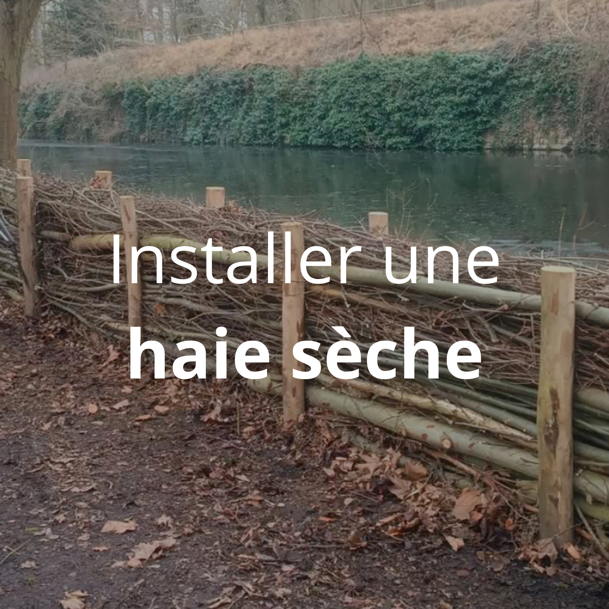 Installer une haie sèche