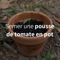 Semer des tomates en pot