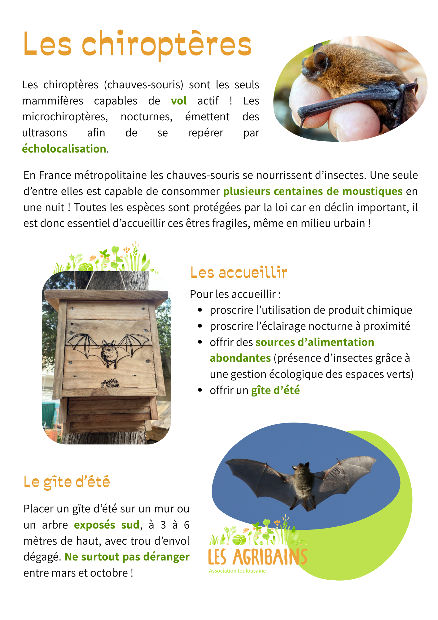 Gîte à chiroptères