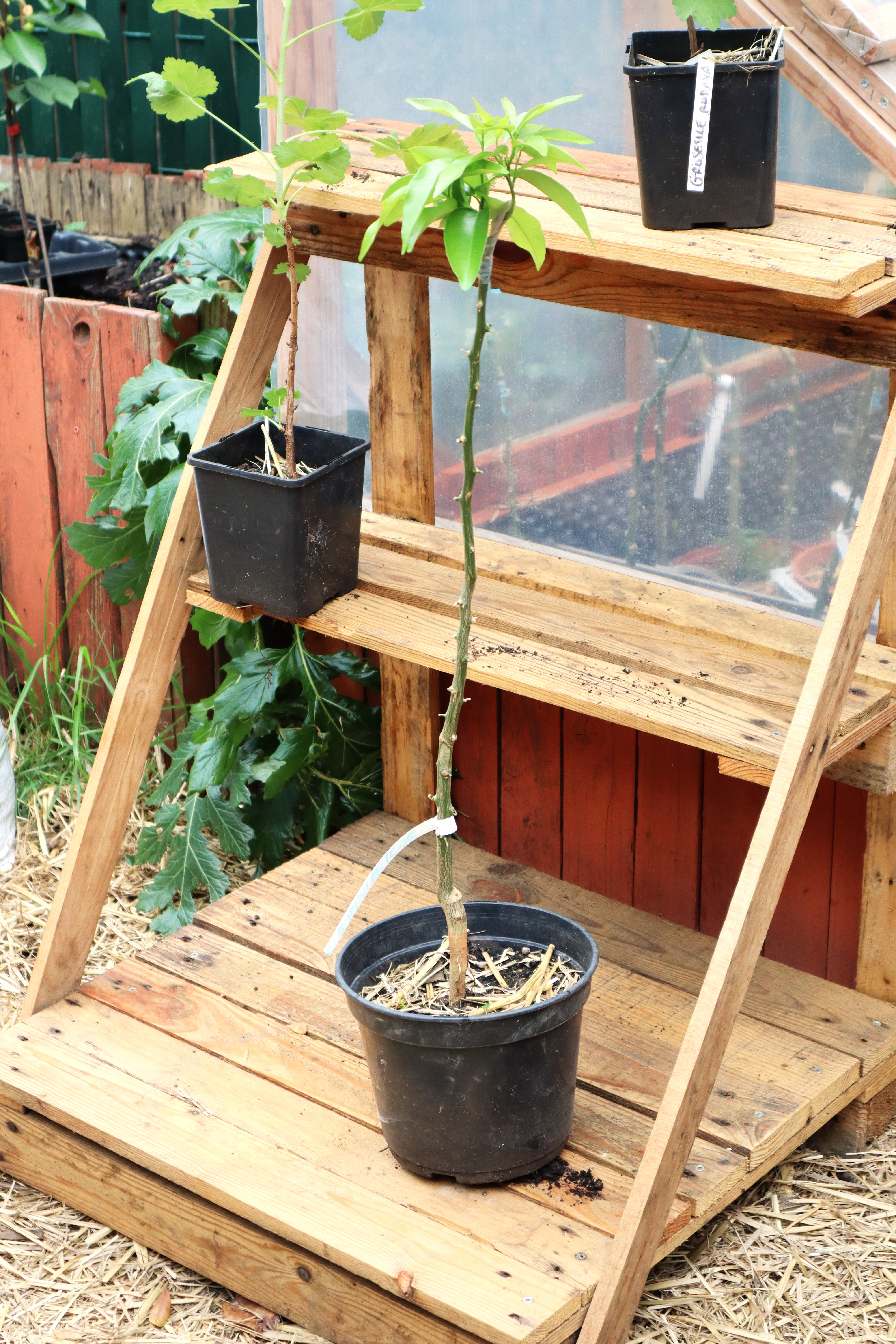 Clémentinier – 60 cm (pot 3L)