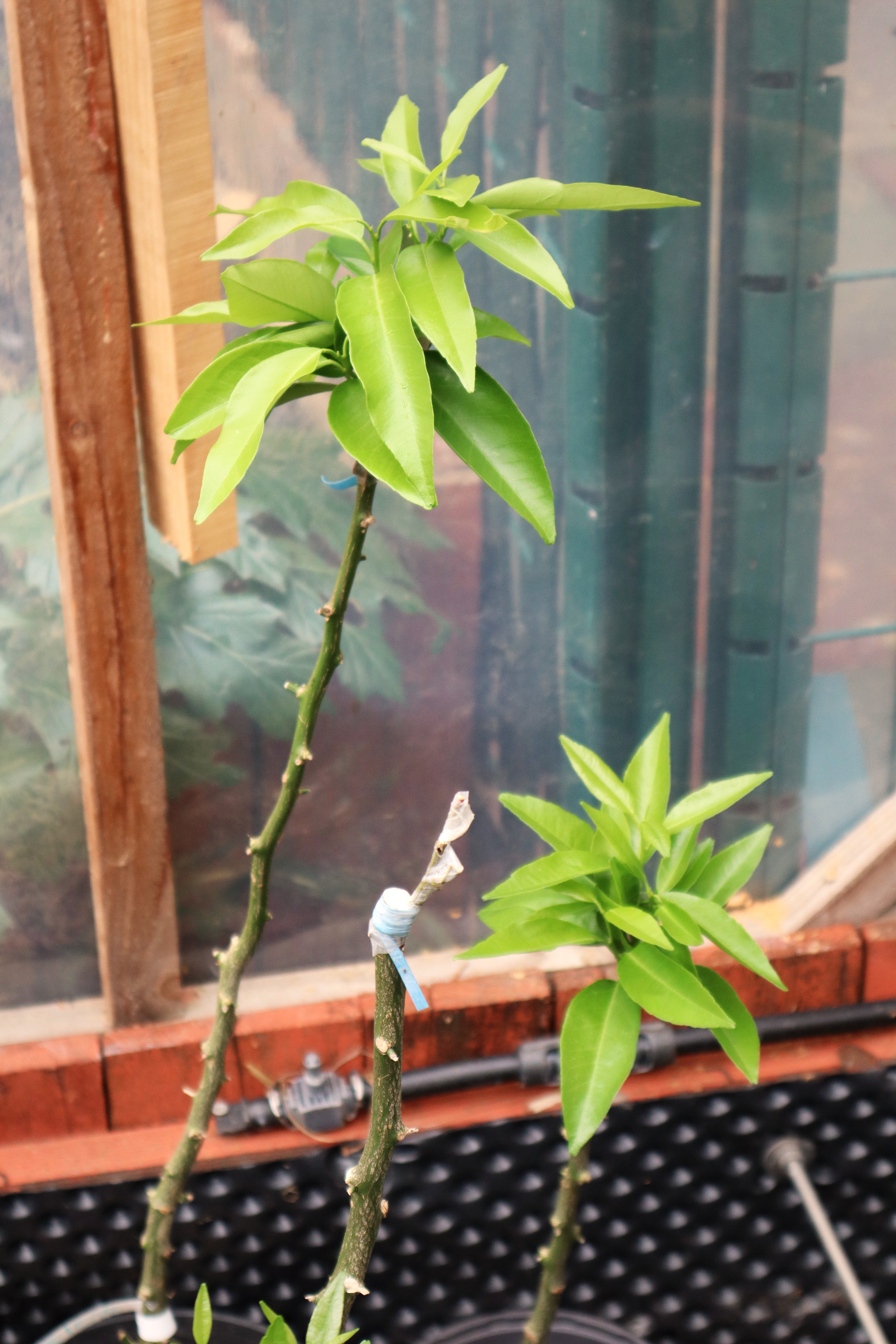 Clémentinier – 60 cm (pot 3L)