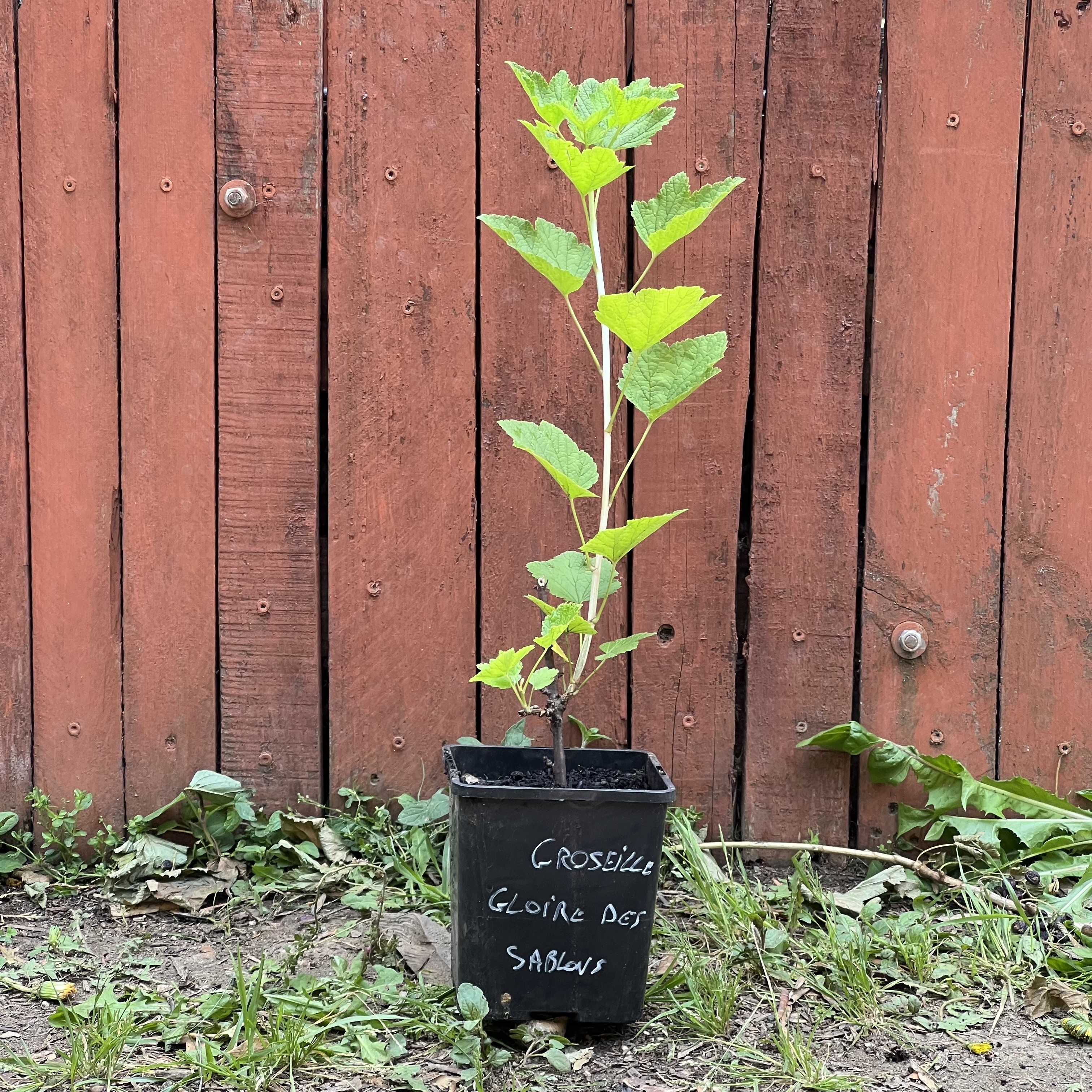 Groseillier 'Gloire des Sablons' – 30 cm (pot 2L)