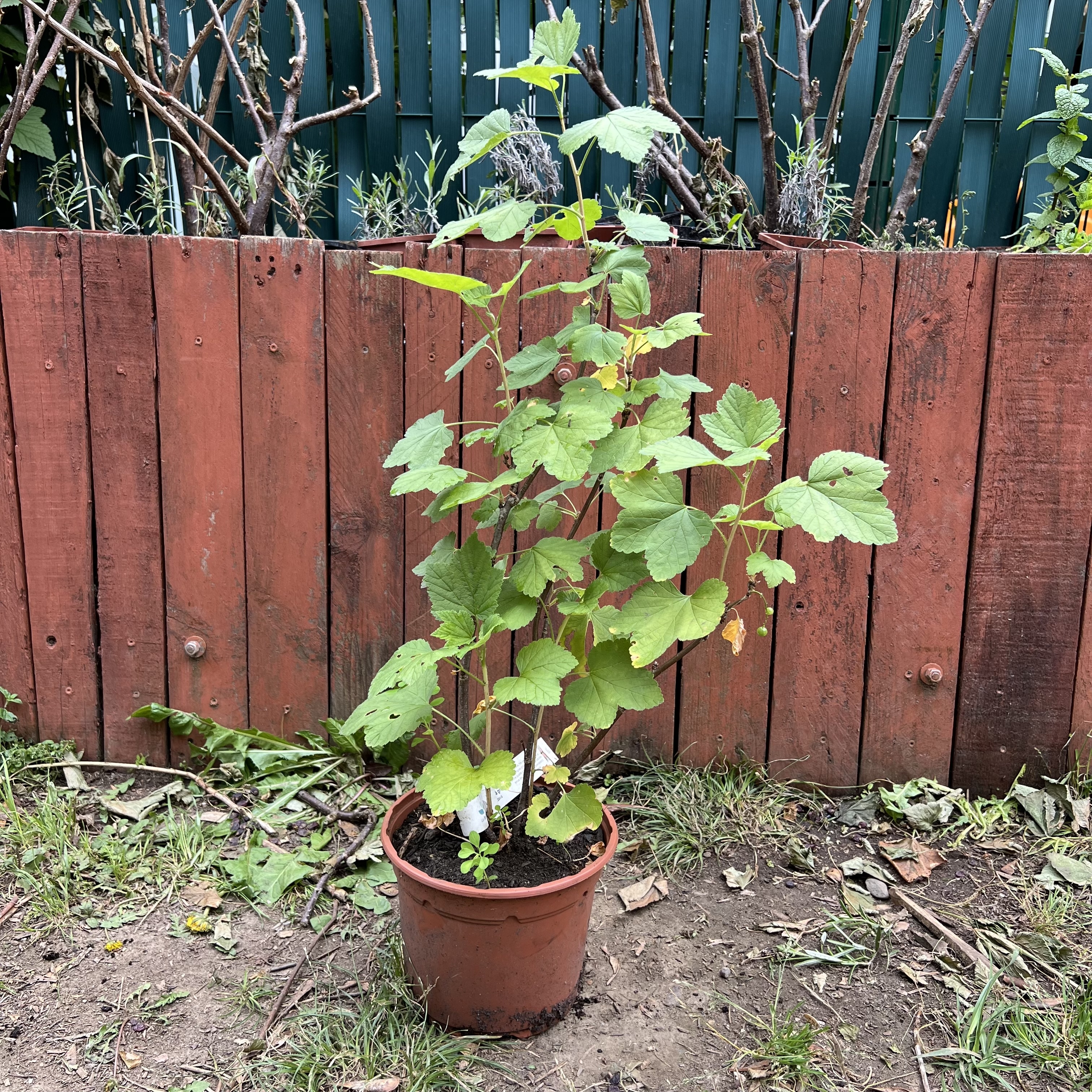 Cassissier 'Titania' – 30 cm (pot 2L)