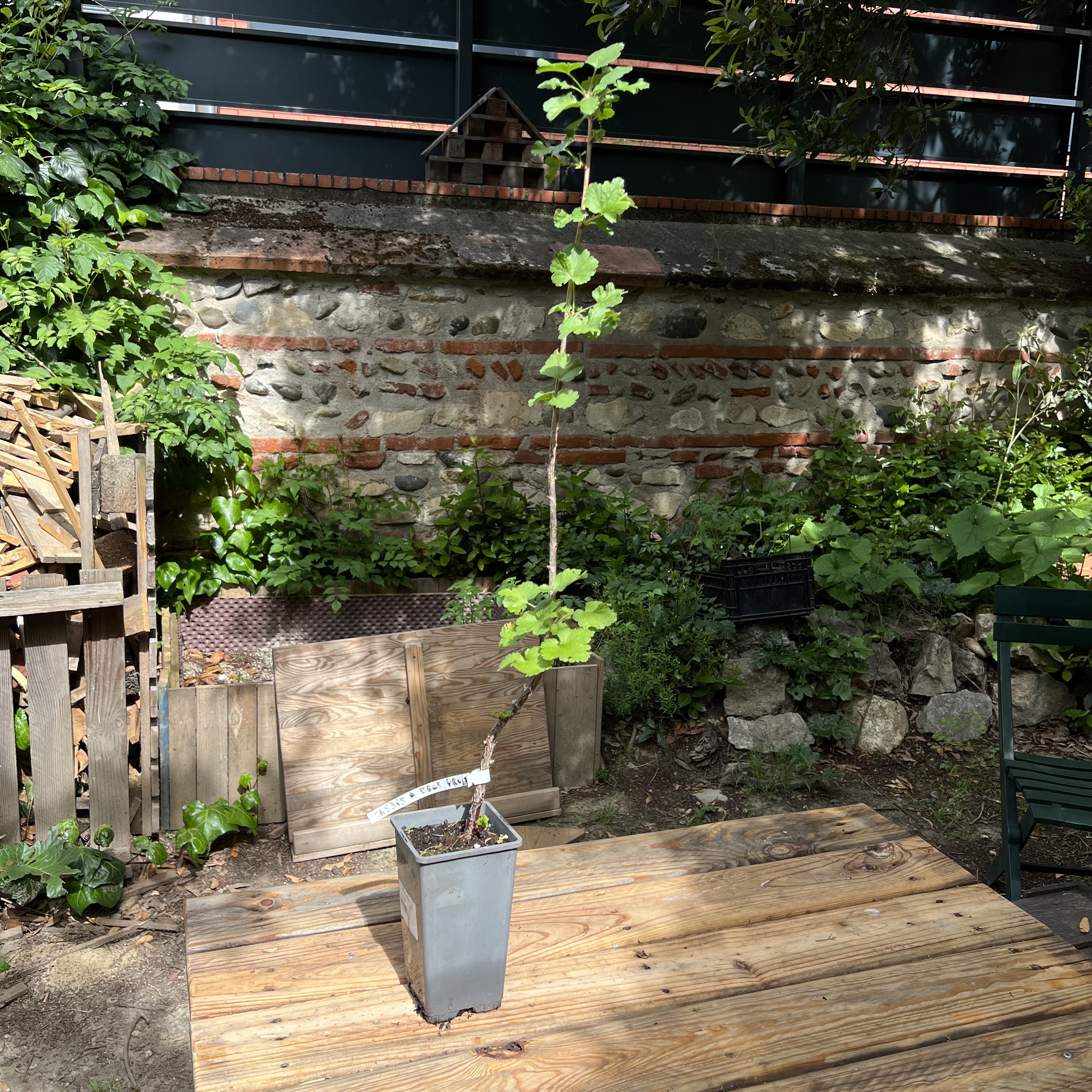 Groseillier 'Rovada' – 30 cm (pot 2L)