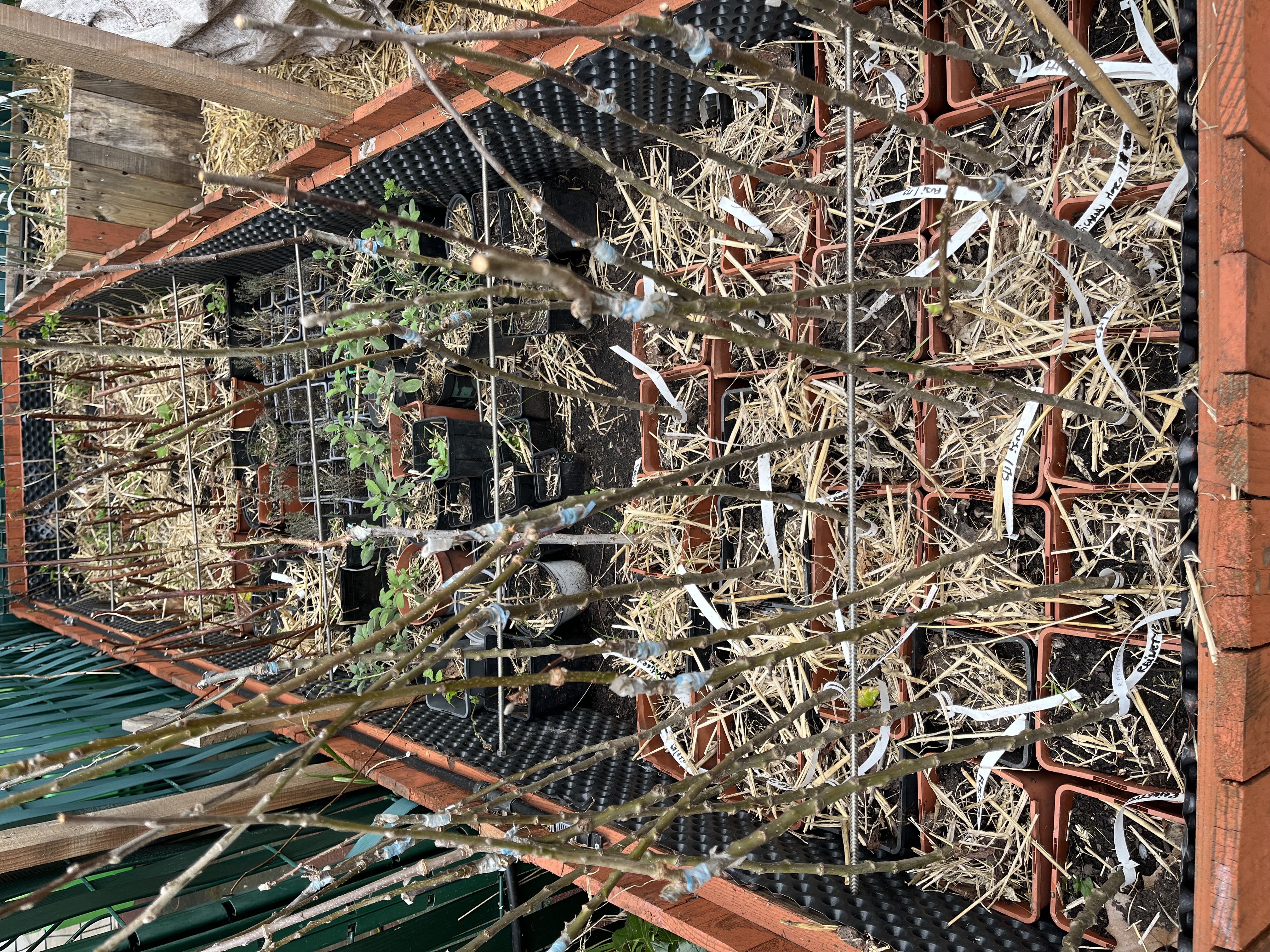 Pommier nain - Belle fille de Salins