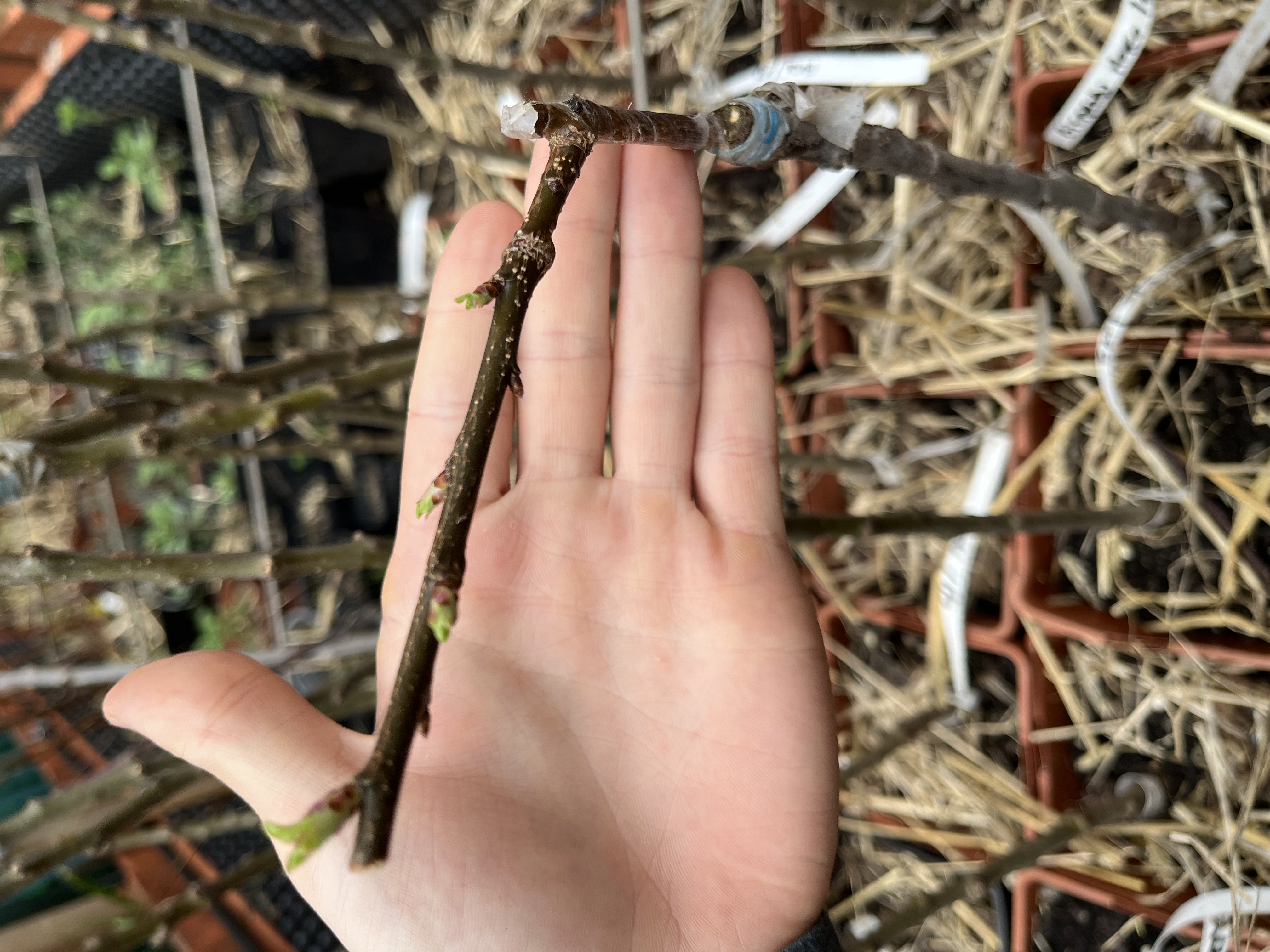 Pommier nain - Reine des Reinettes