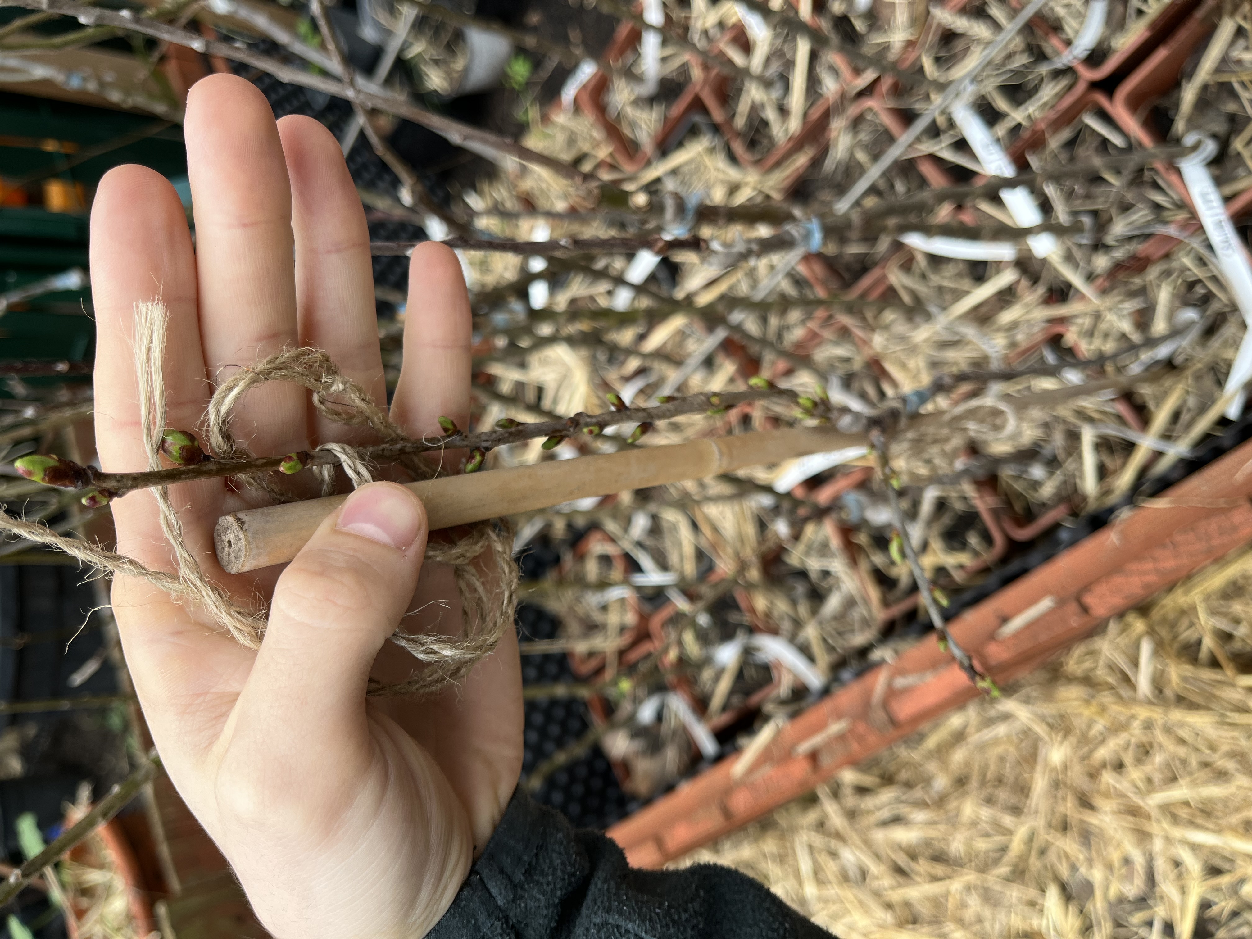 Pommier nain - Canada